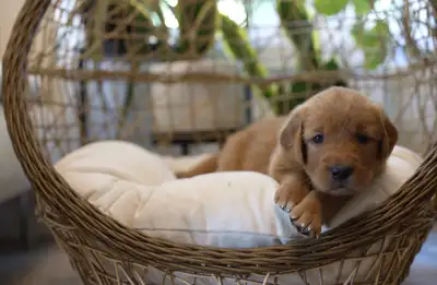 Purebred Golden Retriever Puppies for Sale!, View more