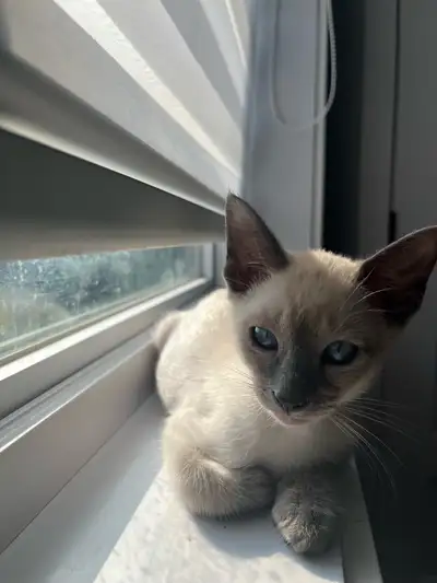 Chaton siamois / siamese , View more