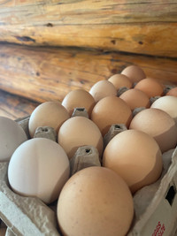 Bym hatching egg SALE