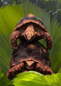 Selling two red footed tortoise 