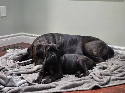 Cane Corso Puppy - last one !, View more