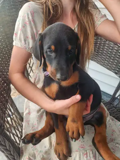 European Doberman Puppies, View more