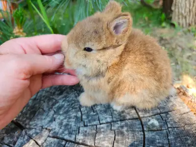 EXTRAORDINARY NETHERLAND DWARF BABY BUNNY RABBITS, View more