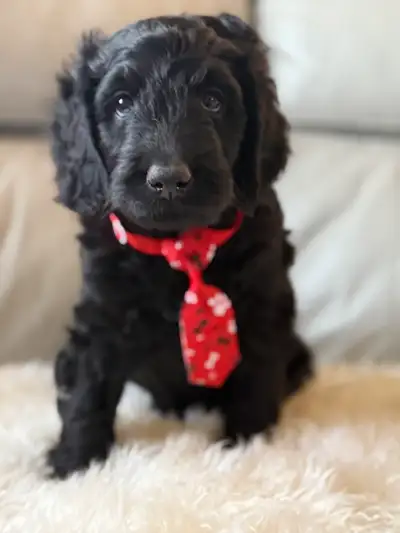 Adorable Aussiedoodle Puppies Looking for Their Forever Homes! PLEASE CALL OR TEXT 2509611011 Seriou...