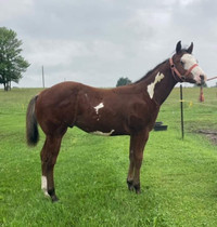 APHA Yearling Gelding For Sale