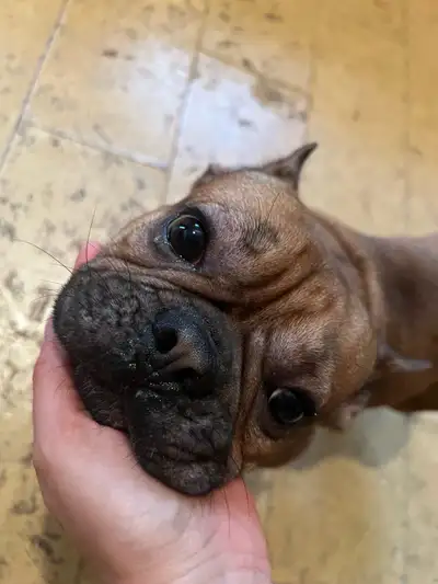 Frenchie for Emergency Rehoming , View more