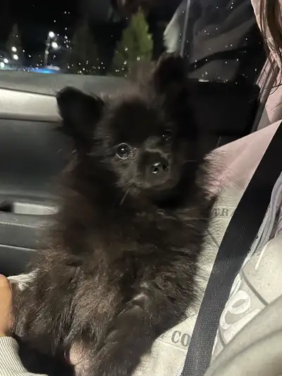 puppies looking for home, View more