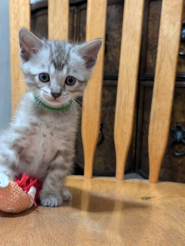 TICA Snow Bengal kittens available in Cats & Kittens for Rehoming in Moncton - Image 2
