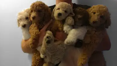 Goldendoodle miniature "tiny" (6 livres) 1900$, View more