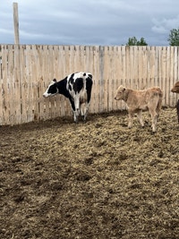2 Nurse Cows and 4 Bull Calves 