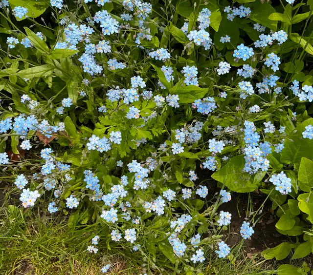 SWEET WOODRUFF-Naturalize Perennial,Scented Blooming Groundcover in Plants, Fertilizer & Soil in City of Toronto - Image 6