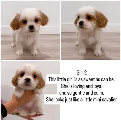 The sweetest and most adorable pups are looking for their forever homes! This is such a great mix be...