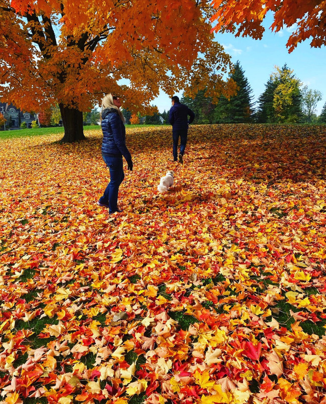 Pension pour chien - Dog sitter dans Services pour animaux  à Laval/Rive Nord - Image 4