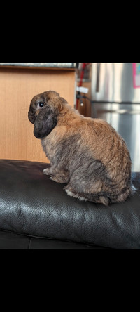 cage lapin nain in Greater Montréal - Kijiji Canada