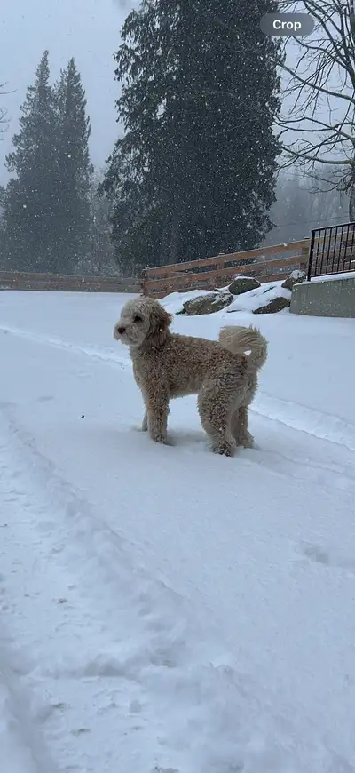 Mini Australian Labradoodle- adult Female, View more
