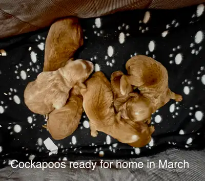 ❤️Cockapoos. Mini and small / med goldendoodles, aussiedoodles, View more