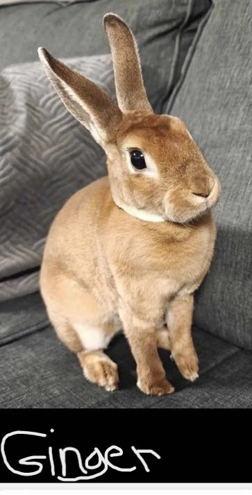 Bunnies for adoption in Small Animals for Rehoming in Sudbury - Image 3