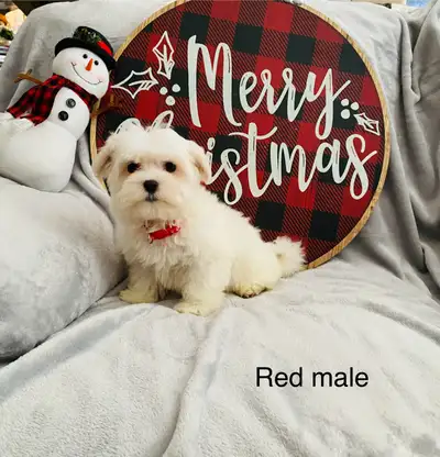 Maltese puppies, View more