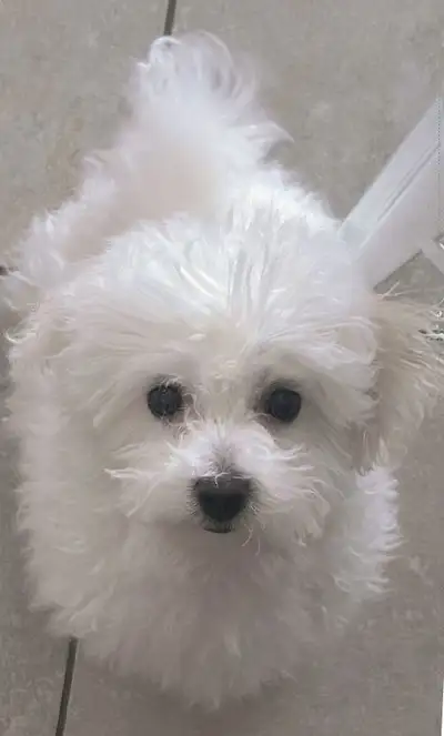 ✨ Ready for a forever home! ✨ We’re rehoming our last remaining purebred mini Bichon Frise puppy, bo...