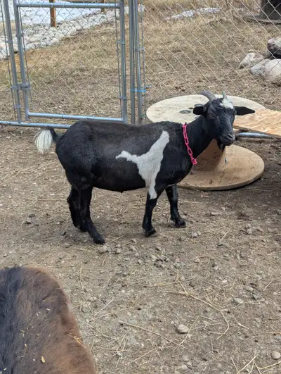 myotonic goats, View more
