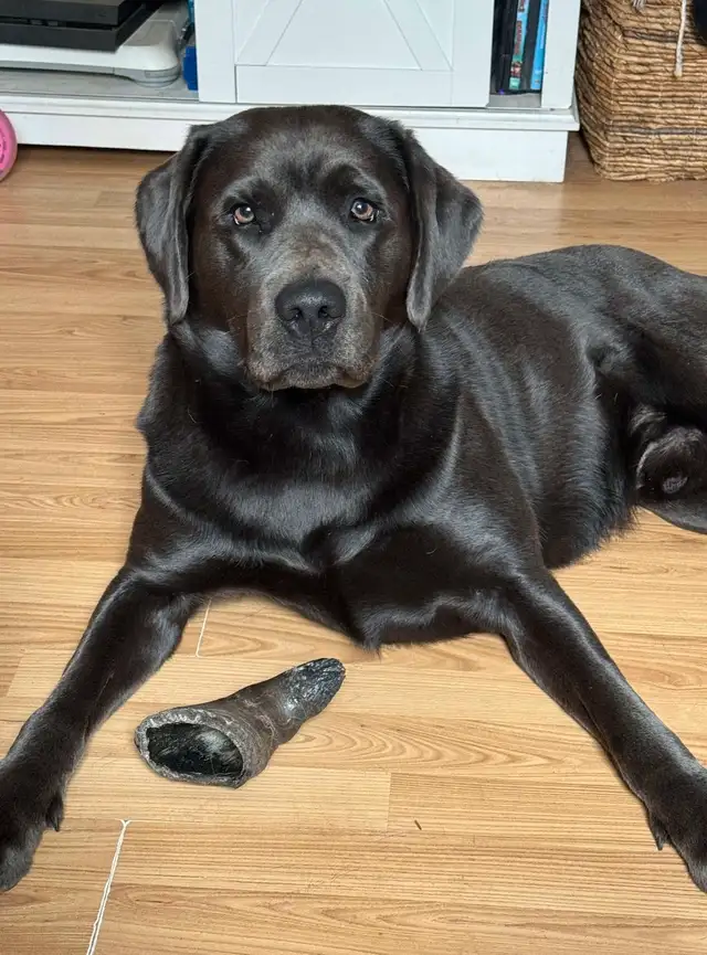Charcoal & Champagne Purebred Lab Puppies! in Dogs & Puppies for Rehoming in Hamilton - Image 10