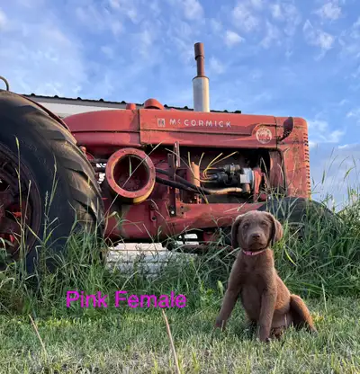 Chesapeake Bay Retriever, View more