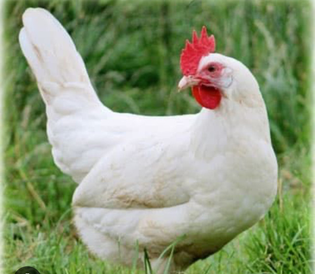 Young Laying Hens in Livestock in Abbotsford - Image 3