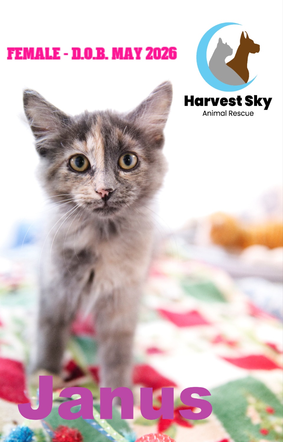 12 KITTENS & 9 CATS AVAILABLE - HARVEST SKY ANIMAL RESCUE | Registered ...