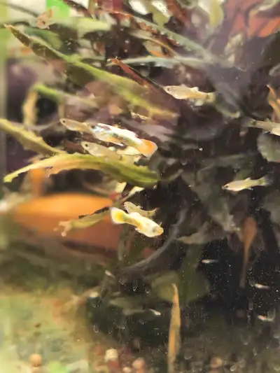 Gold Black guppies Sale, View more