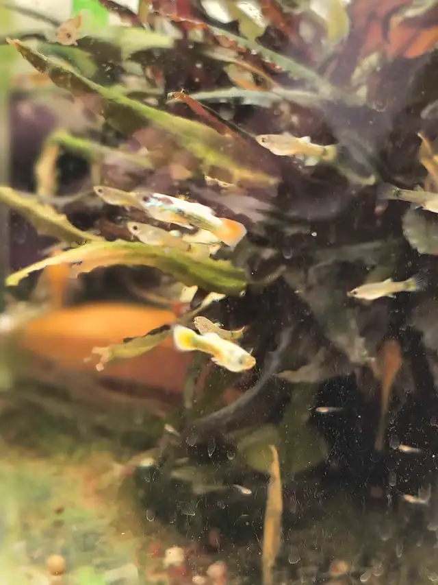 Gold Black guppies Sale in Fish for Rehoming in Kingston - Image 2