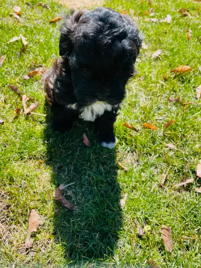 Please let me know if you are interested in Romeo. Hope to hear from you soon 647-695-1810 Vicky We...
