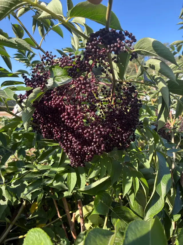 Fresh Elderberries, no spray, local,  ripe now!!63793682989699122