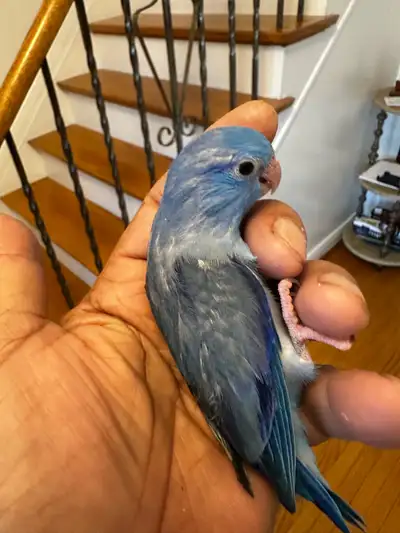 Handfed baby parrotlets for sale., View more