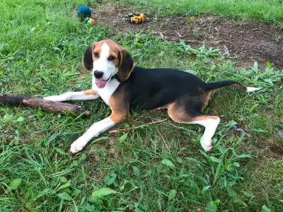 Chien fox-hound 4mois femelle, View more