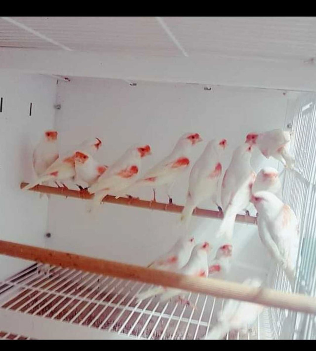 Mosaïques rouge 2023 dans Oiseaux à adopter  à Ville de Québec - Image 2