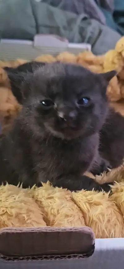 RARE SPECIAL BRED Long Hair Russian Blue kittens *Hypoallergenic, View more