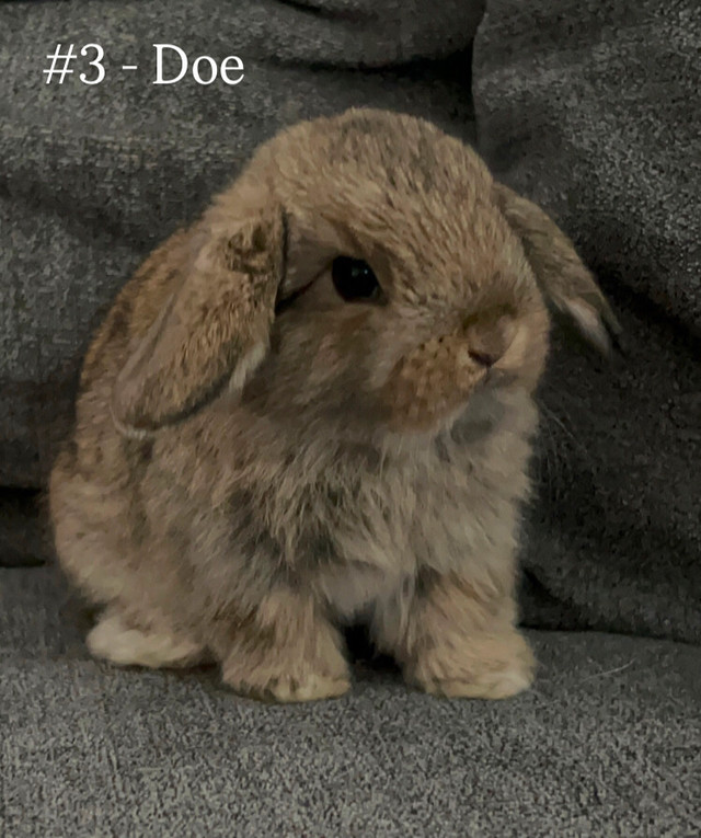 Purebred Pedigreed Holland Lops in Small Animals for Rehoming in Norfolk County - Image 3