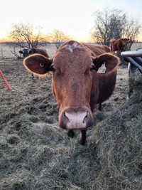Milking Shorthorn Milk Cow