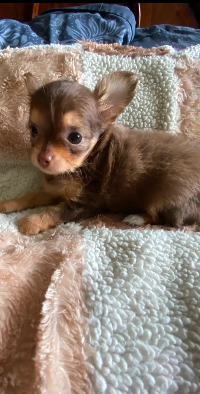 ⭐️TINY CHOCOLATE TRI LONG COAT CHIHUAHUA PUPPIES⭐️ALL SOLD in Dogs & Puppies for Rehoming in City of Toronto - Image 5