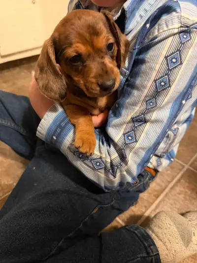 Miniature Dachshund Puppies, View more