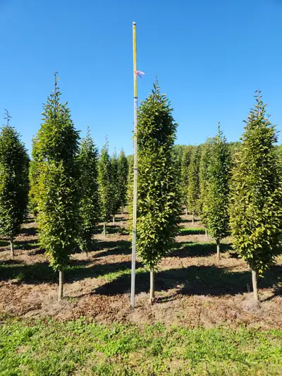 Ontario Grown Trees, View more