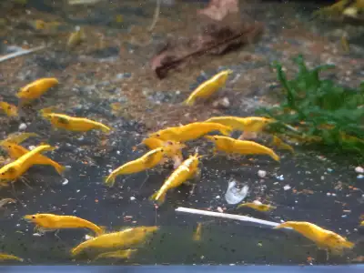 Cherry Shrimp Red Blue Yellow Orange Black Aquarium Plants Sna, View more