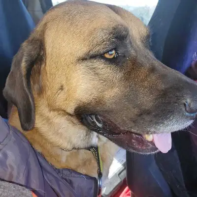 To foster, View more