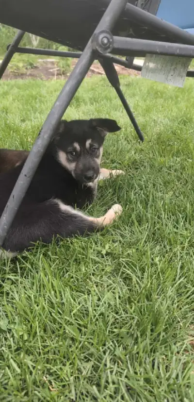 *UPDATE* 4 GIRLS LEFT 6 week old, Sheperd mix puppies, are ready for their FURever homes! $450 per p...