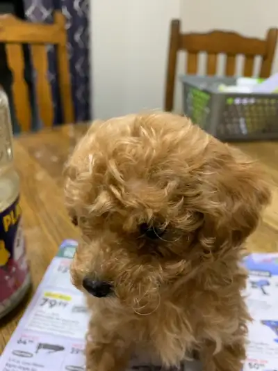 TOY. POODLE, View more