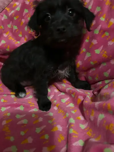 READY TO GO TO THEIR FOREVER HOMES, VERY PLAYFUL 2-GIRLS, 1 -BOY, VET CHECKED N DEWORMED AT 6 WEEKS,...