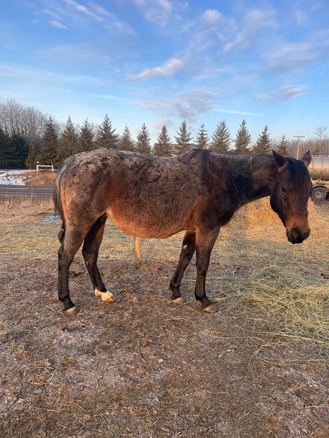 Mare and Foal in Horses & Ponies for Rehoming in La Ronge - Image 2