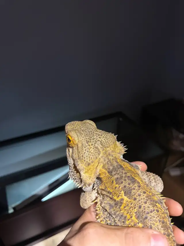Female bearded dragon | Reptiles & Amphibians for Rehoming | Oakville ...