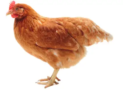 1.5 year old lohman brown hens, View more
