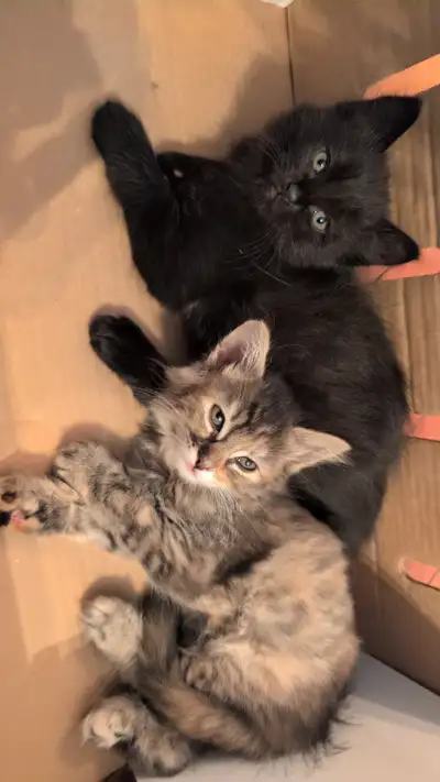 Beautiful, loving, fluffy kittens for adoption, View more